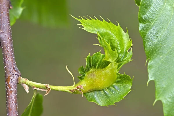 Gall of the Oriental Chestnut Gall Wasp or Asian Chestnust Gall Wasp -Dryocosmus kuriphilus-, Switzerland