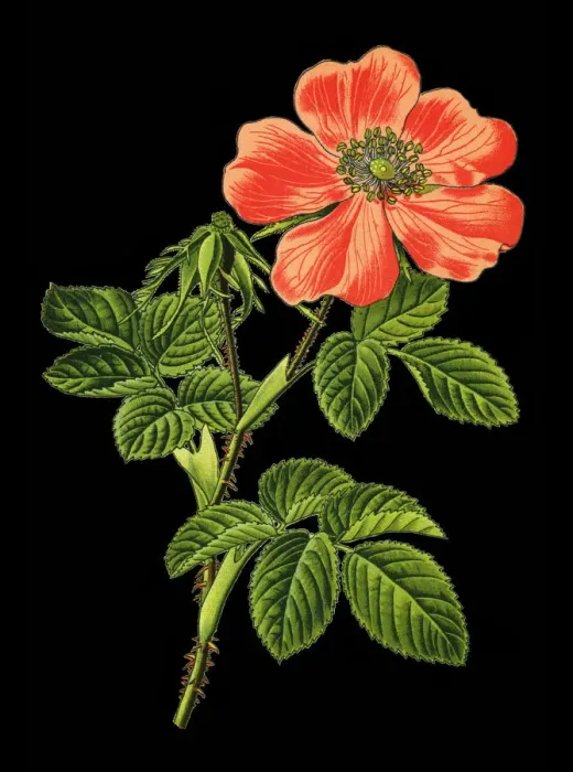 Framed Print : Gallic rose, French rose, rose of Provins