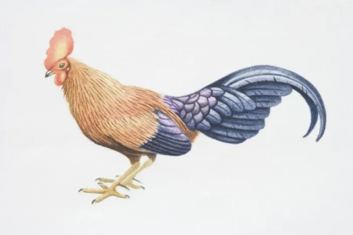 Framed Print : Gallus lafayeti, Sri Lankan Jungle-fowl, side view Framed Print : Gallus lafayeti, Sri Lankan Jungle-fowl, side view