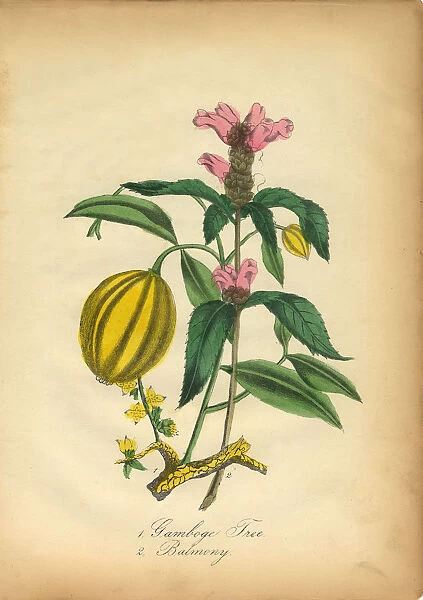 Gamboge Tree and Balmony Victorian Botanical Illustration