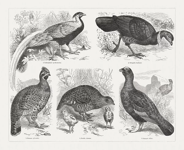 Game birds, wood engravings, published in 1897