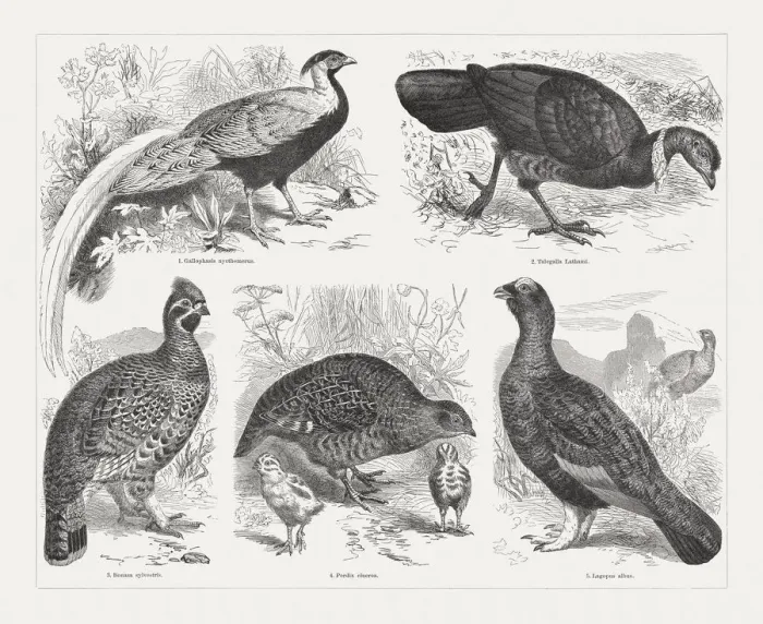 Framed Print : Game birds, wood engravings, published in 1897 Framed Print : Game birds, wood engravings, published in 1897