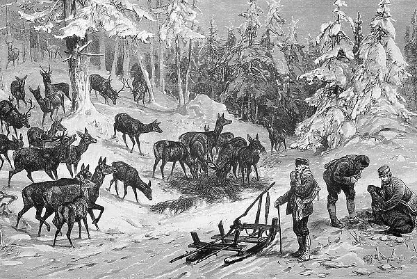 Game feeding in winter, many deer and roe deer, three foresters brought hay with sledge, Harz mountains, Germany, Historisch, historical, digitally improved reproduction of an original from the 19th century