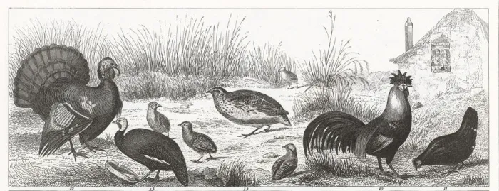 Framed Print : Gamebirds Engraving Framed Print : Gamebirds Engraving