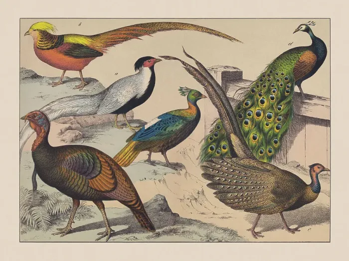 Framed Print : Gamebirds (Galliformes), hand-colored chromolithograph, published in 1882 Framed Print : Gamebirds (Galliformes), hand-colored chromolithograph, published in 1882