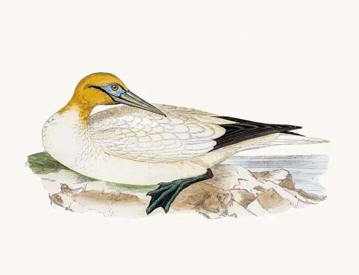 Framed Print : Gannet bird Framed Print : Gannet bird