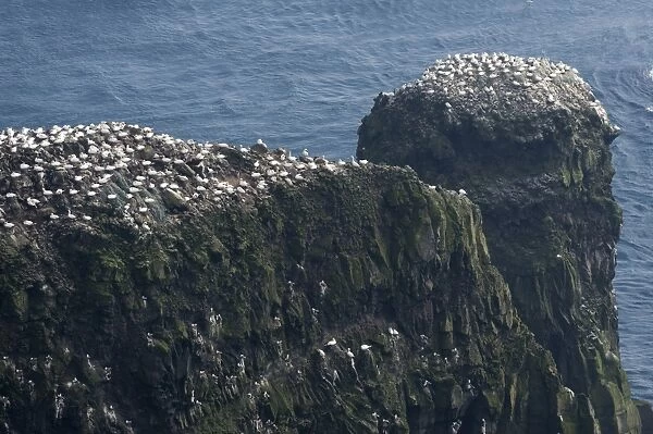 Gannet colony, gannets -Morus bassana-, Mykines, Faroe Islands, Denmark