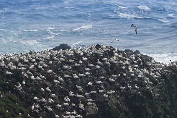 Gannet colony, gannets -Morus bassana-, Mykines, Faroe Islands, Denmark