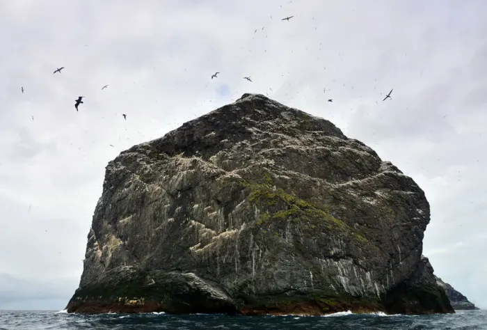 Framed Print : Gannet colony in St Kilda Framed Print : Gannet colony in St Kilda