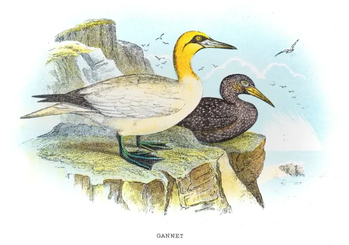 Framed Print : Gannets illustration 1896