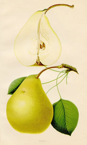 Gans pear illustration 1891