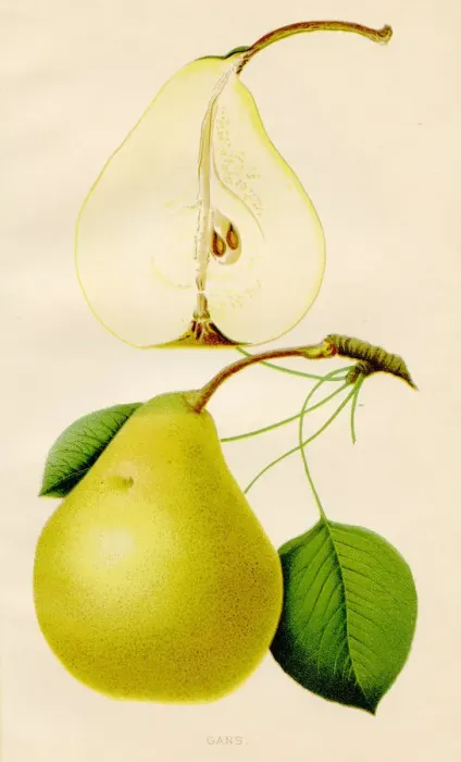 Framed Print : Gans pear illustration 1891 Framed Print : Gans pear illustration 1891