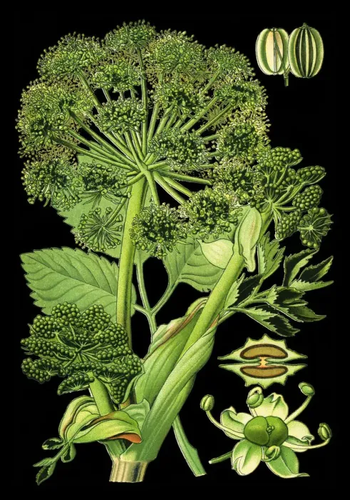 Framed Print : garden angelica, wild celery Framed Print : garden angelica, wild celery