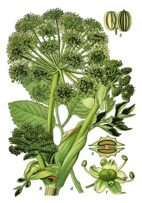 Framed Print : garden angelica, wild celery Framed Print : garden angelica, wild celery