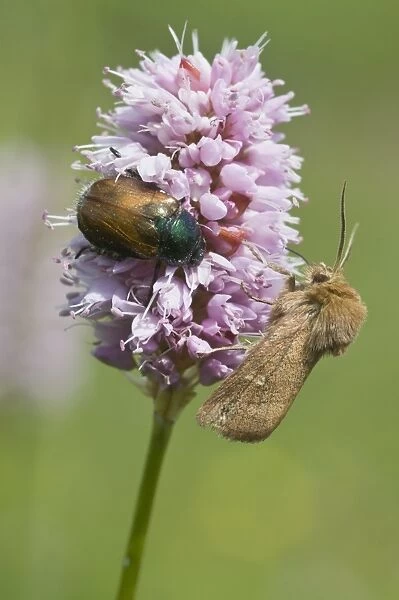 Garden Chafer (Phyllopertha horticola) and a spinner moth on Fleece Flower (Polygonum affine)