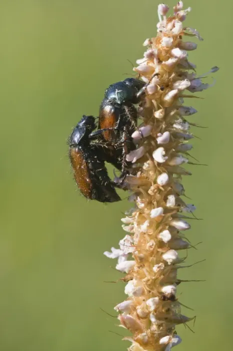Framed Print : Garden Chafer (Phyllopertha horticola)