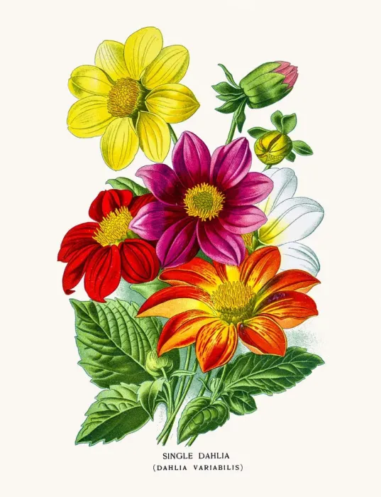 Framed Print : Garden dahlia Framed Print : Garden dahlia