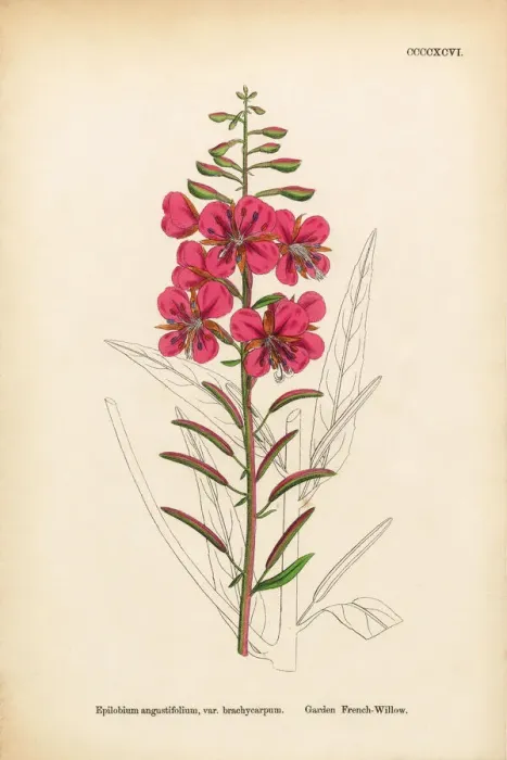 Framed Print : Garden French-Willow, Epilobium angustifolium, var. brachycarpum Framed Print : Garden French-Willow, Epilobium angustifolium, var. brachycarpum