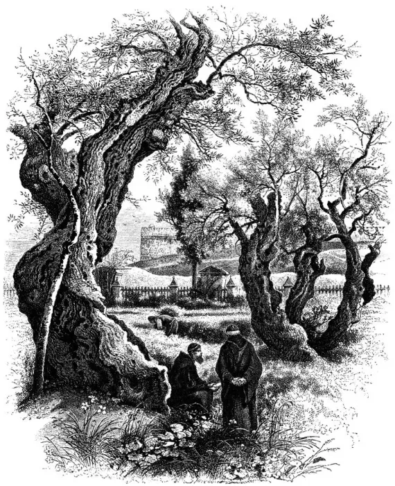 Framed Print : garden of Gethsemane Framed Print : garden of Gethsemane