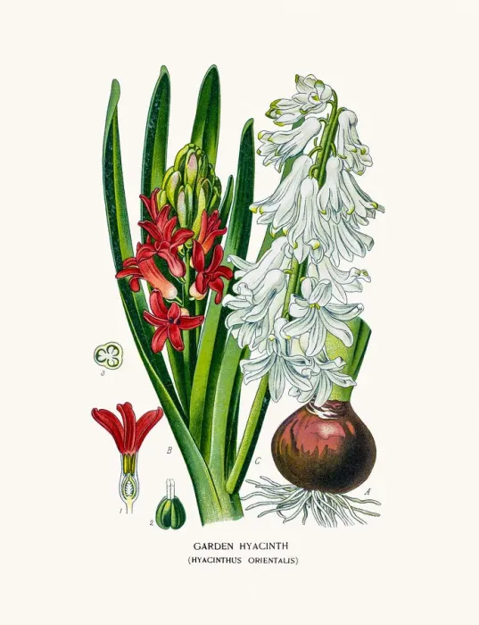 Framed Print : Garden Hyacinth Framed Print : Garden Hyacinth