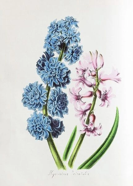 Garden Hyacinth (Hyacinthus orientalis), from Plantae Utiliores or Illustrations of useful plants, hand-colored print by Mary Ann Burnett, 1842