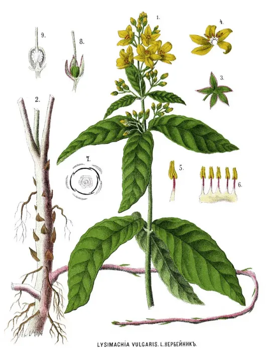 Framed Print : garden loosestrife Framed Print : garden loosestrife