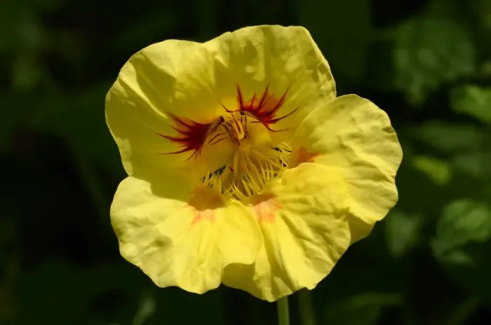 Framed Print : Garden nasturtium, Indian cress or Monks cress -Tropaeolum majus-, yellow flower, Moriani, Corsica, France, Europe Framed Print : Garden nasturtium, Indian cress or Monks cress -Tropaeolum majus-, yellow flower, Moriani, Corsica, France, Europe