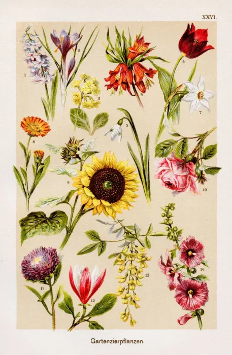 Framed Print : Garden Ornamental Plants Chromolithography 1899 Framed Print : Garden Ornamental Plants Chromolithography 1899