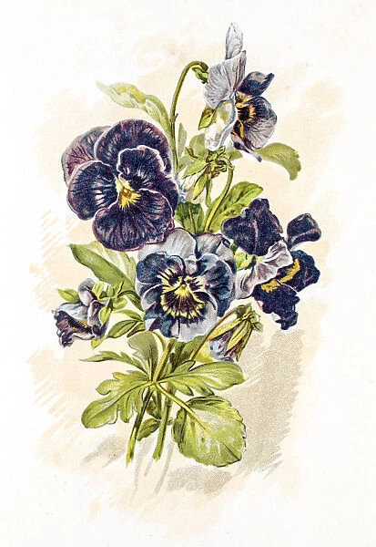 Garden pansy flower 19 century illustration