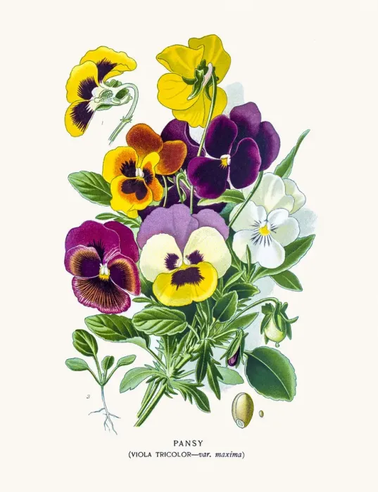 Framed Print : Garden pansy flowers Framed Print : Garden pansy flowers