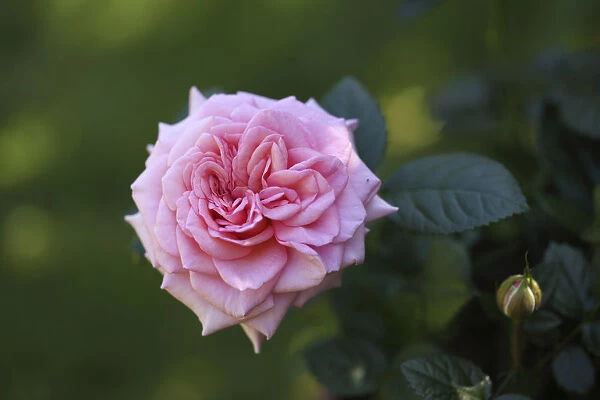Garden rose (Rosa)