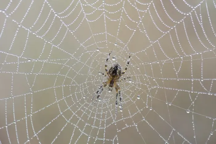 Framed Print : Garden Spider or Cross Orbweaver -Araneus diadematus- sitting on a net with morning dew, Duvenstedter Brook nature reserve, Hamburg, Hamburg, Germany Framed Print : Garden Spider or Cross Orbweaver -Araneus diadematus- sitting on a net with morning dew, Duvenstedter Brook nature reserve, Hamburg, Hamburg, Germany