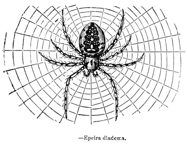 The Garden Spider engraving 1893