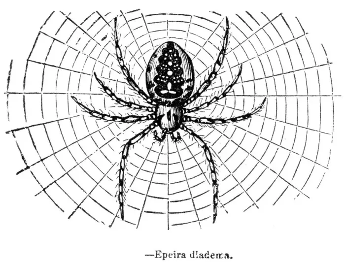 Framed Print : The Garden Spider engraving 1893 Framed Print : The Garden Spider engraving 1893