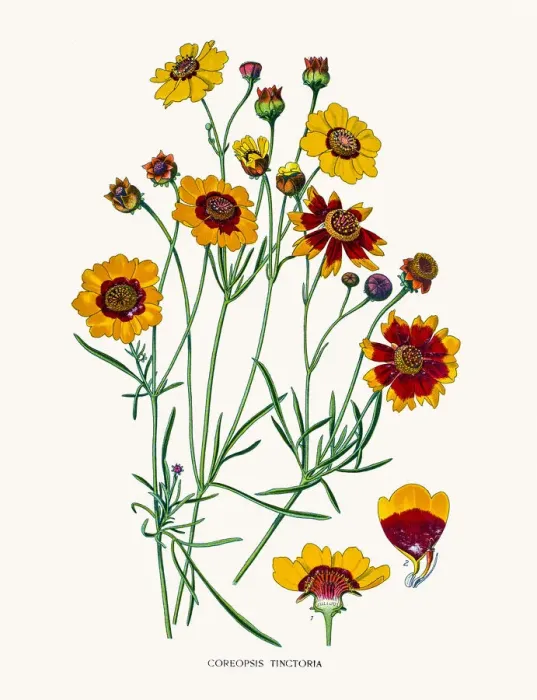 Framed Print : garden tickseed Framed Print : garden tickseed