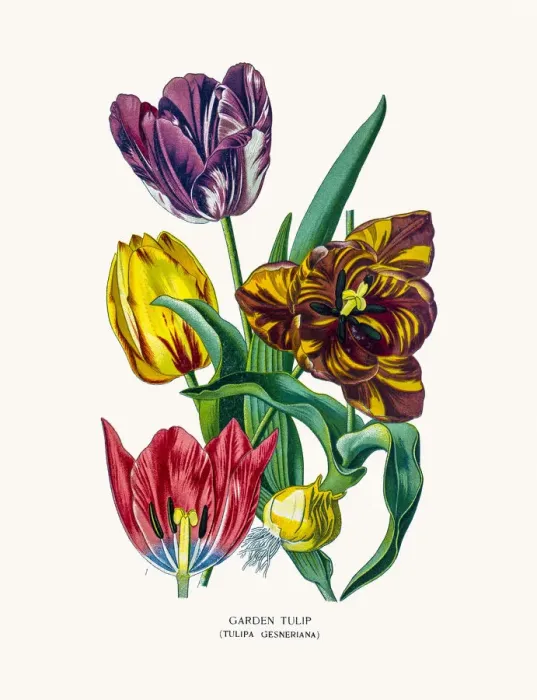 Framed Print : Garden tulip Framed Print : Garden tulip