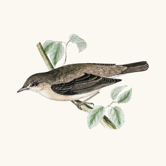 Framed Print : Garden warbler