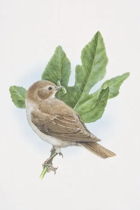 Framed Print : Garden Warbler, Sylvia borin, illustration of bird sitting on oak brach with grub in beak Framed Print : Garden Warbler, Sylvia borin, illustration of bird sitting on oak brach with grub in beak