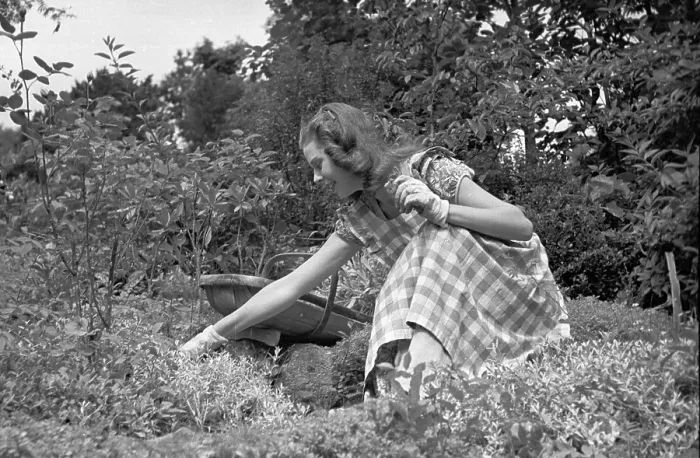 Framed Print : Gardening. 2nd October 1948: For the tenth anniversary of Picture Post Framed Print : Gardening. 2nd October 1948: For the tenth anniversary of Picture Post