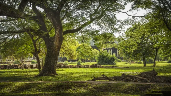 Framed Print : Gardens and trees of Angkor wat Framed Print : Gardens and trees of Angkor wat