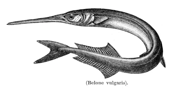 Framed Print : Garfish sea needle engraving 1897