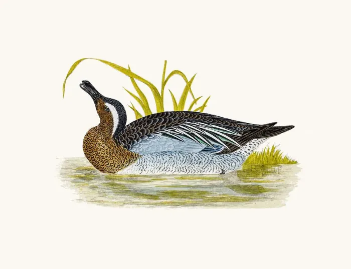Framed Print : Garganey Duck Waterfowl bird Framed Print : Garganey Duck Waterfowl bird