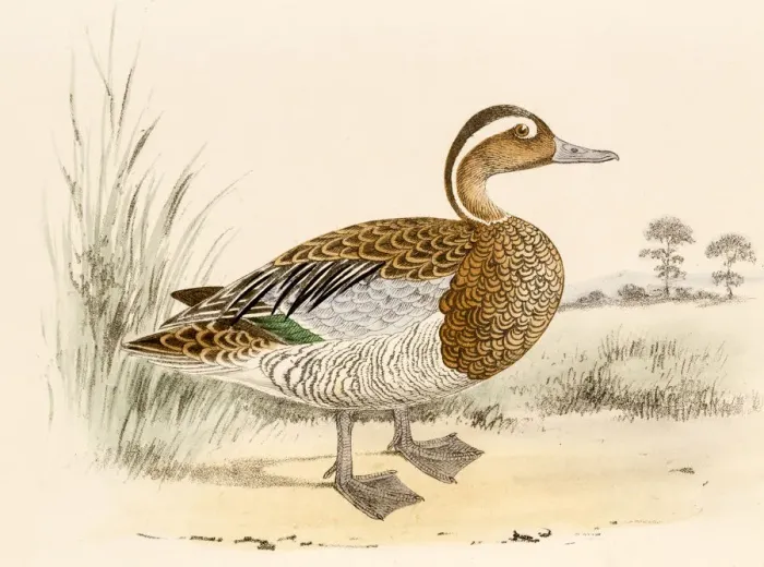 Framed Print : Garganey teal, 19 century science illustration Framed Print : Garganey teal, 19 century science illustration