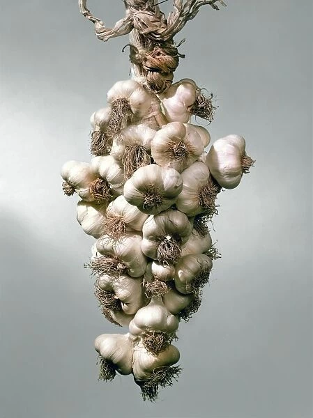 Garlic Bulbs