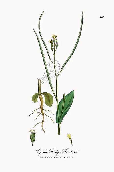Garlic Hedge Mustard, Sisymbrium Alliaria, Victorian Botanical Illustration, 1863