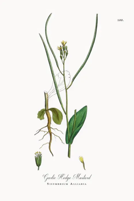 Framed Print : Garlic Hedge Mustard, Sisymbrium Alliaria, Victorian Botanical Illustration, 1863