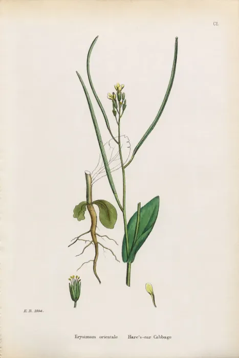 Framed Print : Garlic Hedge Mustard, Sisymbrium Alliaria, Victorian Botanical Illustration, 1863 Framed Print : Garlic Hedge Mustard, Sisymbrium Alliaria, Victorian Botanical Illustration, 1863