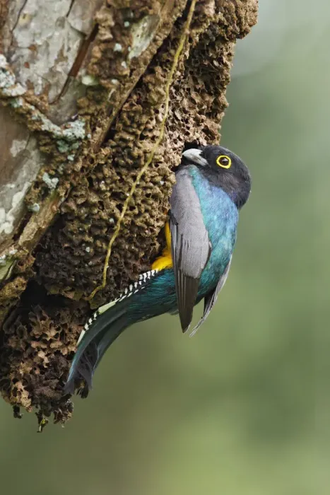 Framed Print : Gartered Trogon