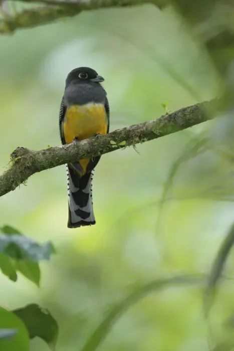 Framed Print : Gartered Trogon