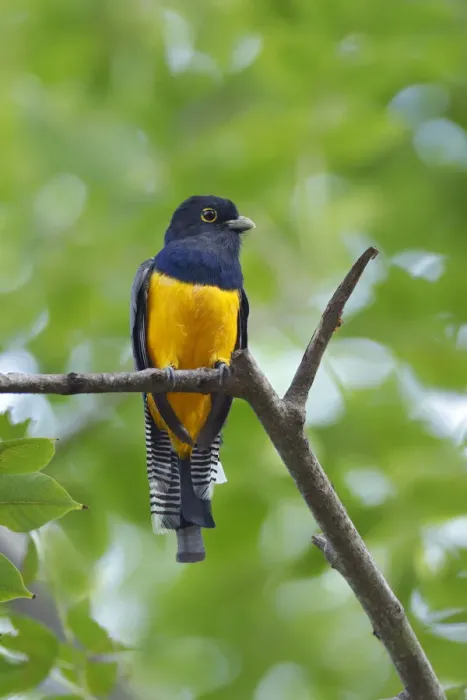 Framed Print : Gartered Trogon Framed Print : Gartered Trogon